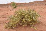 Salsola arbuscula