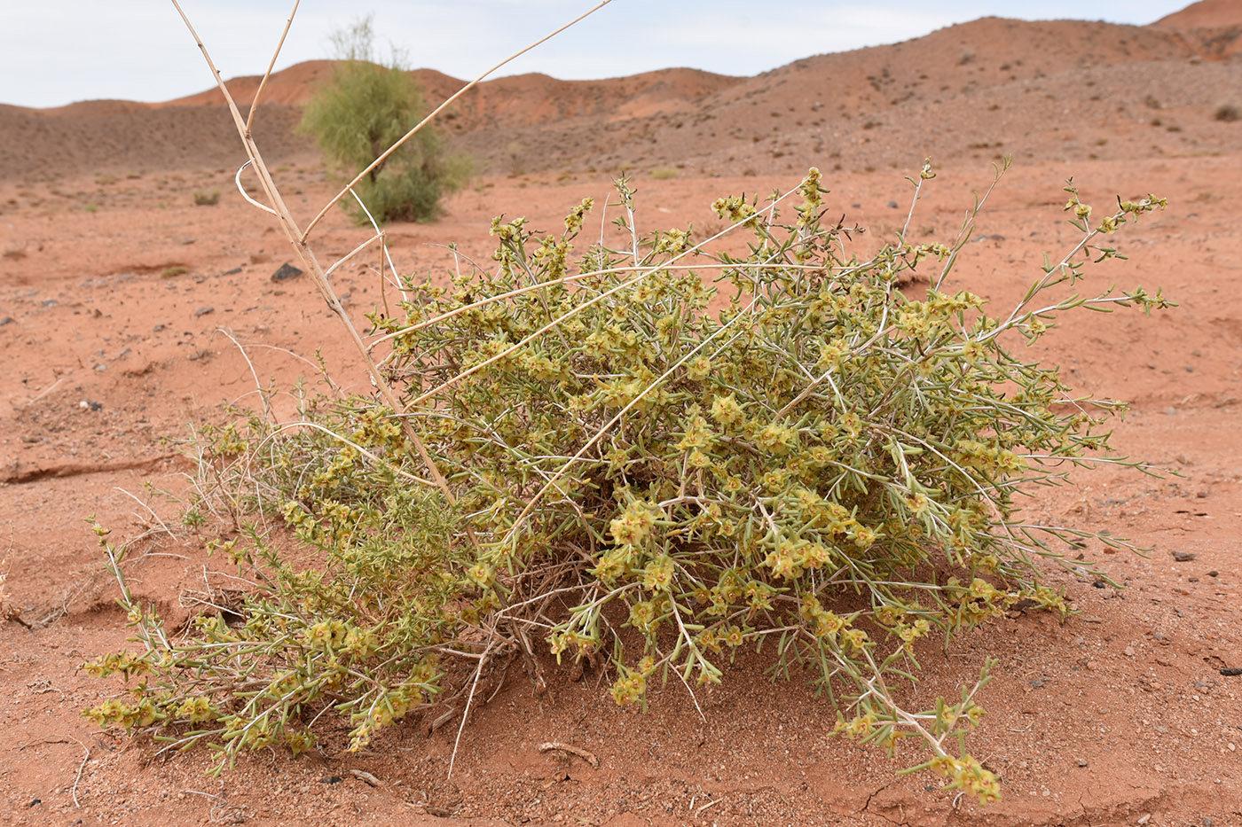 Изображение особи Salsola arbuscula.
