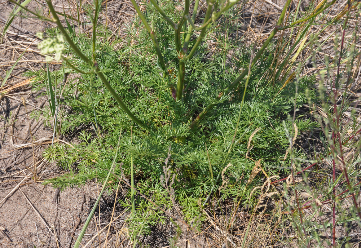 Изображение особи Kitagawia baicalensis.