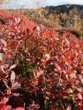 Vaccinium uliginosum. Растения с листвой в осенней окраске. Мурманская обл., окр. г. Заозёрск, высота 314.9, южный склон, кустарничковая берёзовая лесотундра на скале. 21.09.2021.