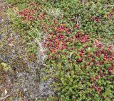 Empetrum rubrum. Плодоносящие растения. Аргентина, пров. Санта Круз, нац. парк Лос-Гласьярес, берег оз. Архентино напротив ледника Перито Морено, верещатник на склоне. 15.03.2014.