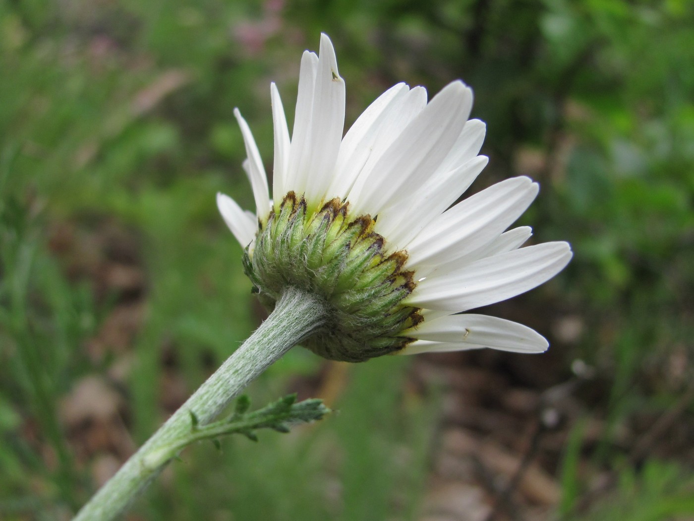 Image of genus Anthemis specimen.