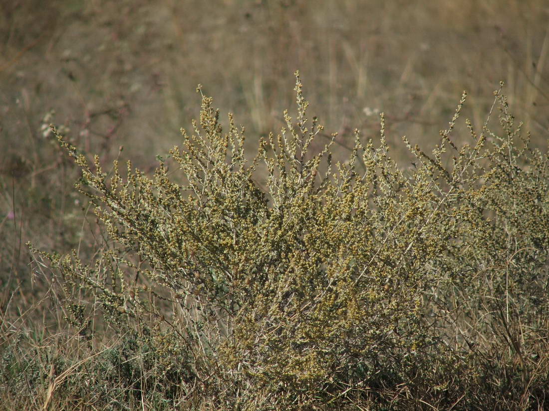 Изображение особи Artemisia taurica.