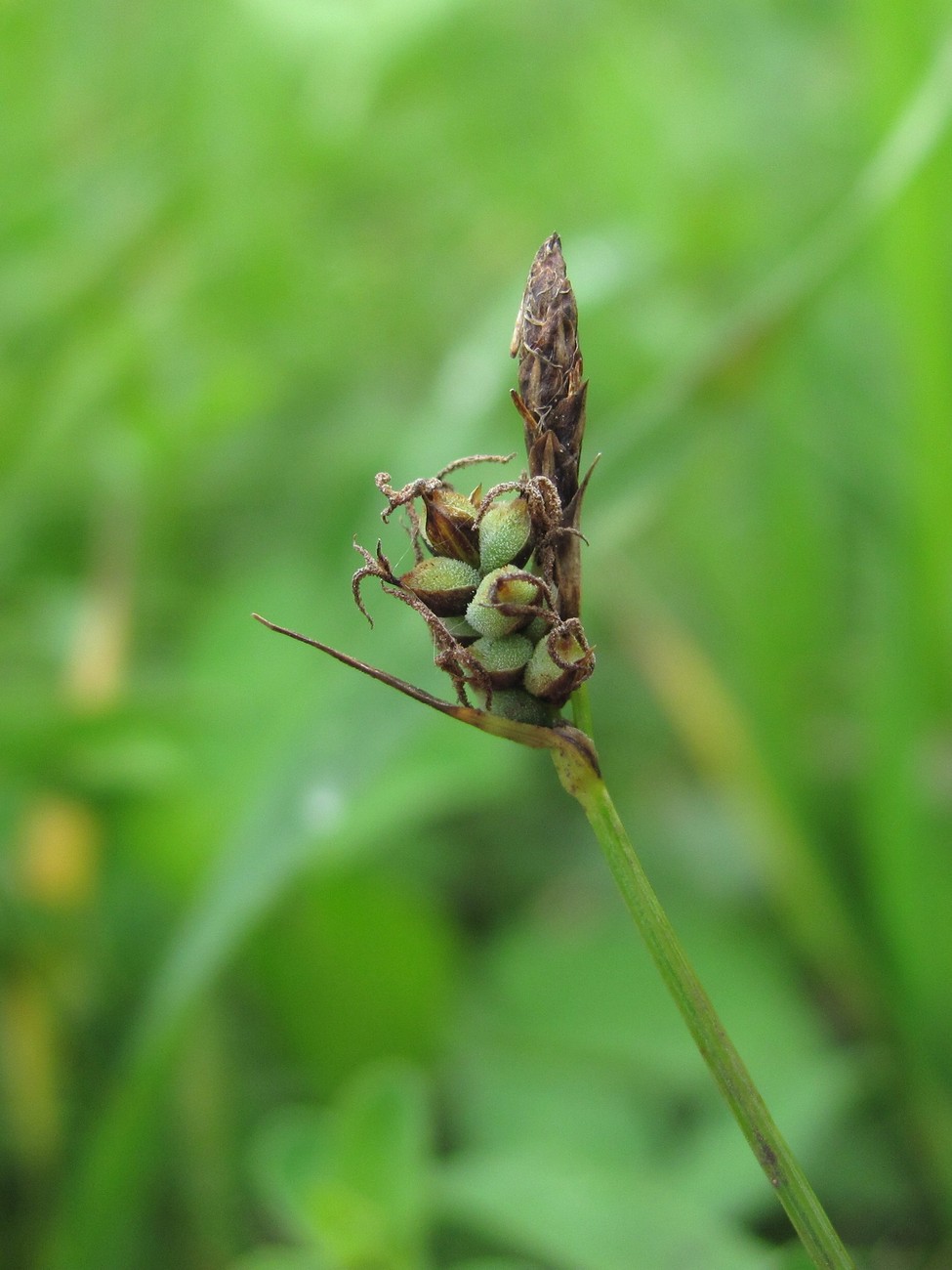 Image of Carex tomentosa specimen.