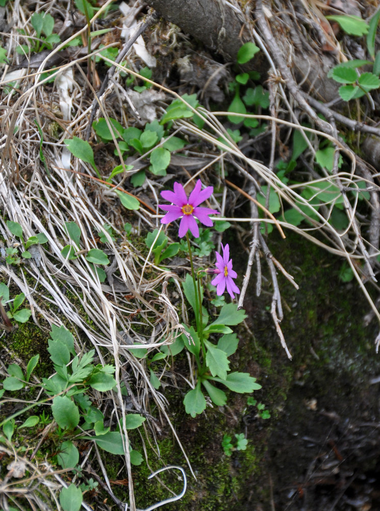 Image of Primula cuneifolia specimen.