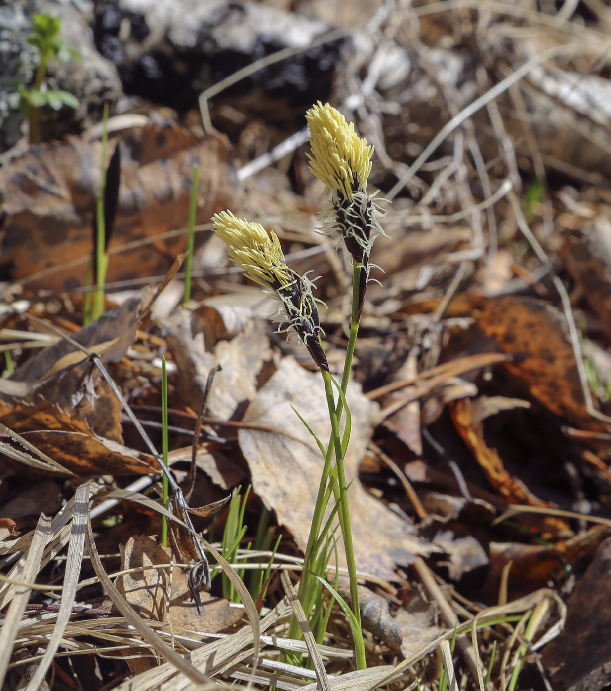 Изображение особи Carex ericetorum.