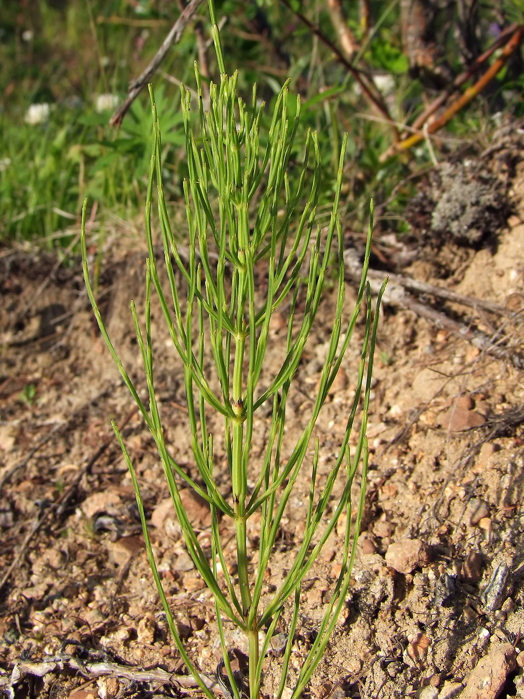 Изображение особи Equisetum arvense.