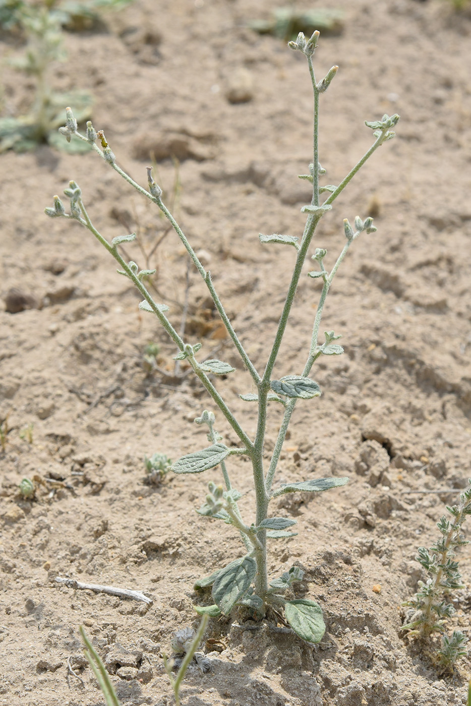 Изображение особи Heliotropium dasycarpum.