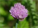 Allium schoenoprasum