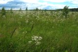 Valeriana officinalis