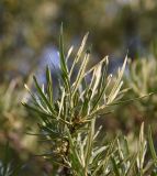 Hippophae rhamnoides. Ветвь. Республика Ингушетия, Джейрахский р-н, окр. ур. Ний, высота 1780 м н.у.м. берег ручья Тхабахро. 19 июня 2022 г.