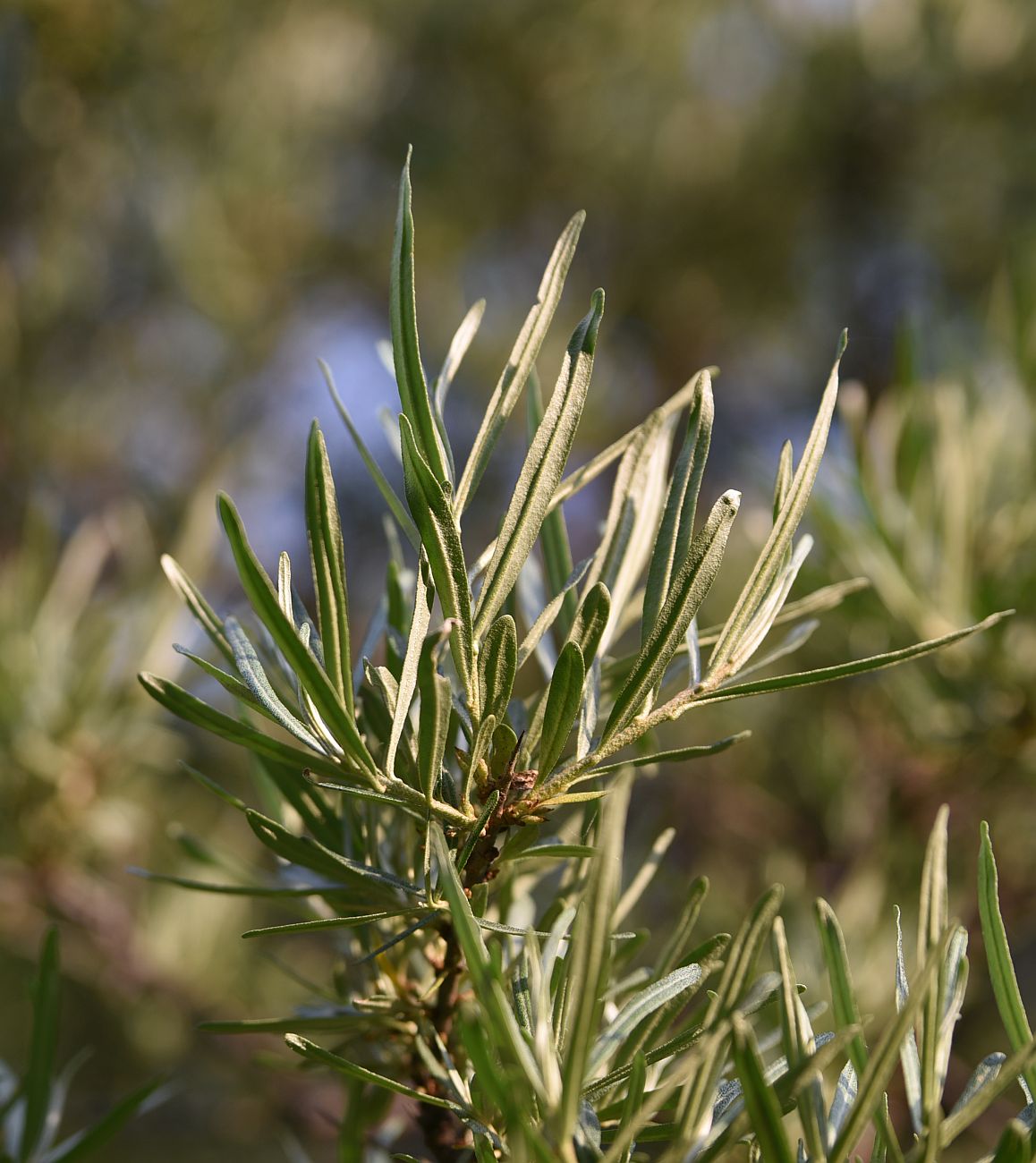 Image of Hippophae rhamnoides specimen.