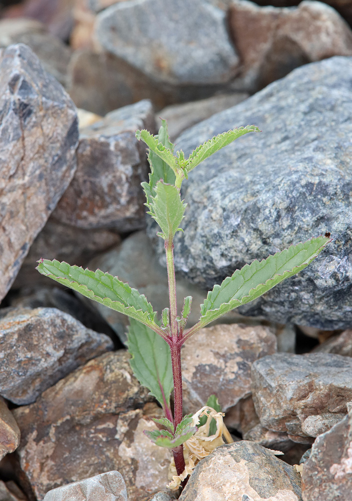 Image of Scrophularia incisa specimen.