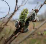 Salix cinerea