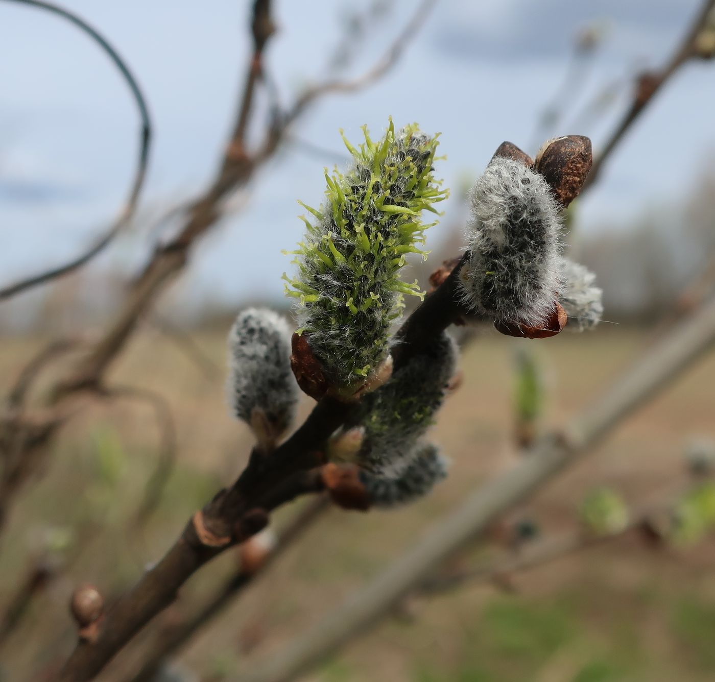 Image of Salix cinerea specimen.