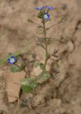 Veronica campylopoda