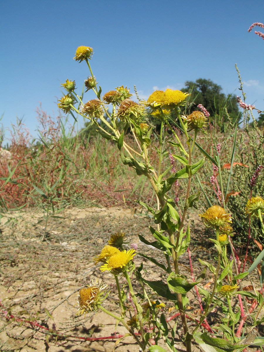 Image of Pulicaria dysenterica specimen.