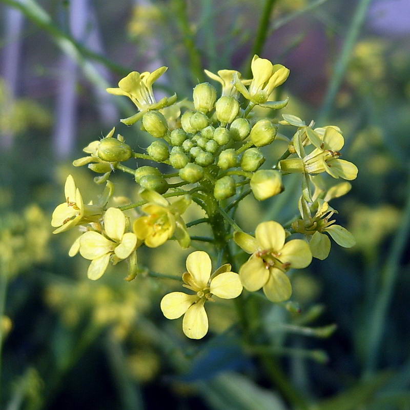 Изображение особи Bunias orientalis.