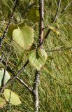 Betula pubescens. Ветви с принимающими осеннюю окраску листьями и комаром-долгоножкой. Калужская обл., Спас-Деменский р-н, Большое Игнатовское верховое болото, северо-западная окраина в 50 м от леса. 09.09.2022.