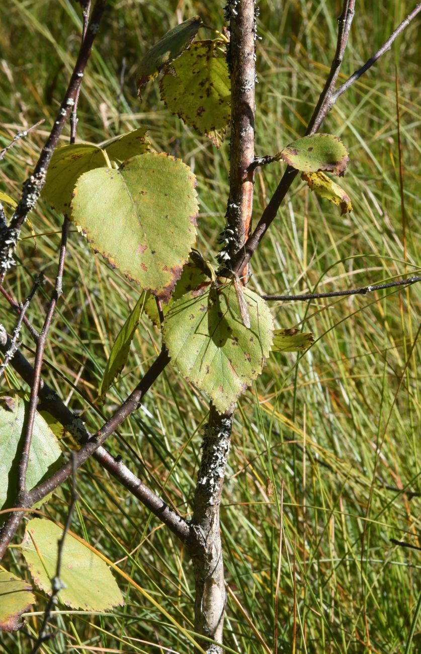 Image of Betula pubescens specimen.