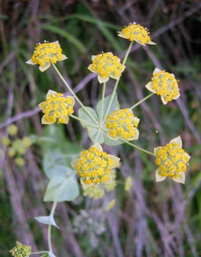 Изображение особи Bupleurum longifolium ssp. aureum.