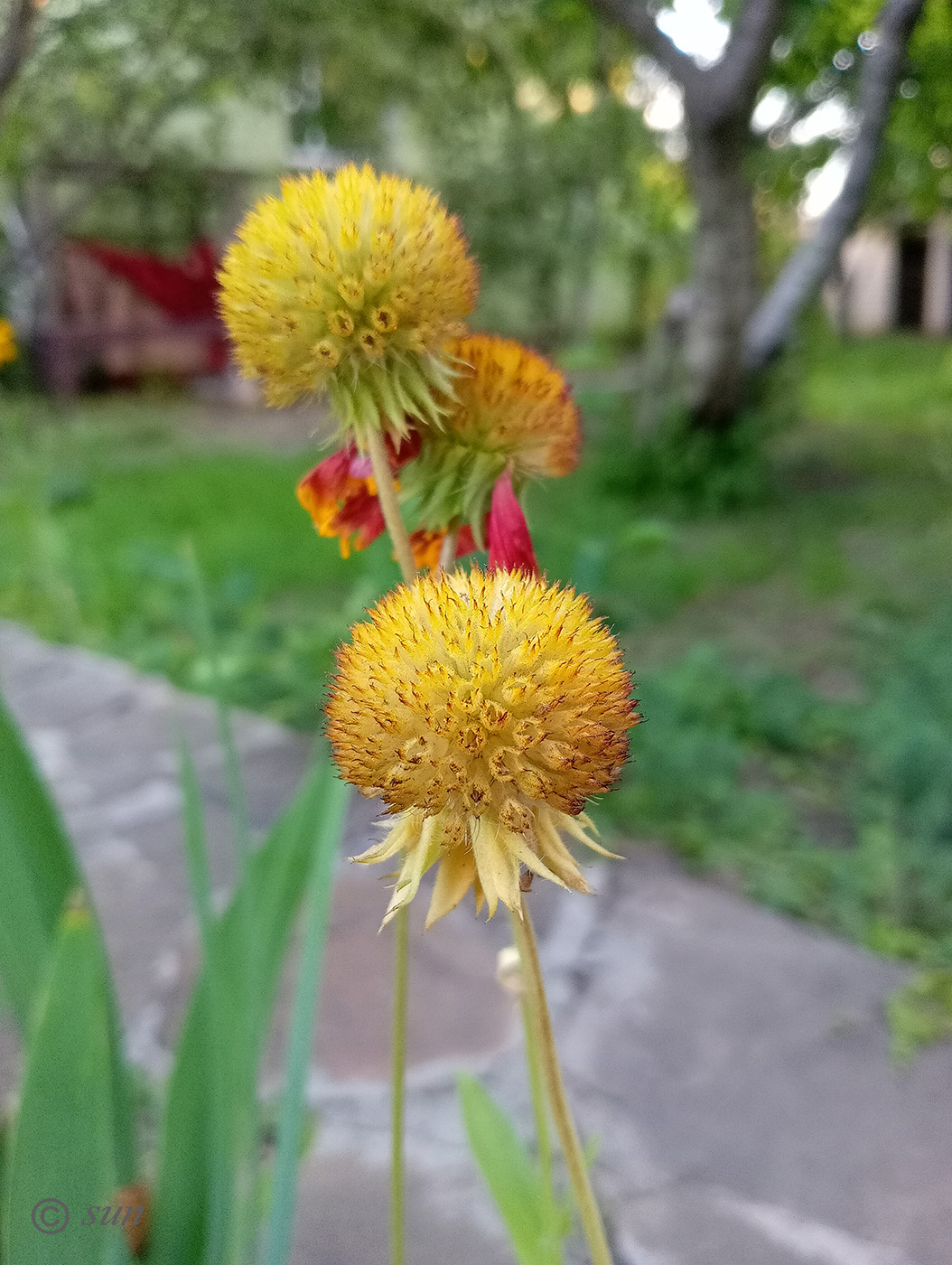 Image of Gaillardia aristata specimen.