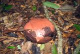 genus Rafflesia. Бутон. Малайзия, штат Саравак, национальный парк \"Бако\". 28.04.2008.