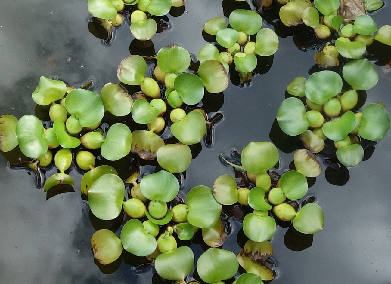 Изображение особи Eichhornia crassipes.