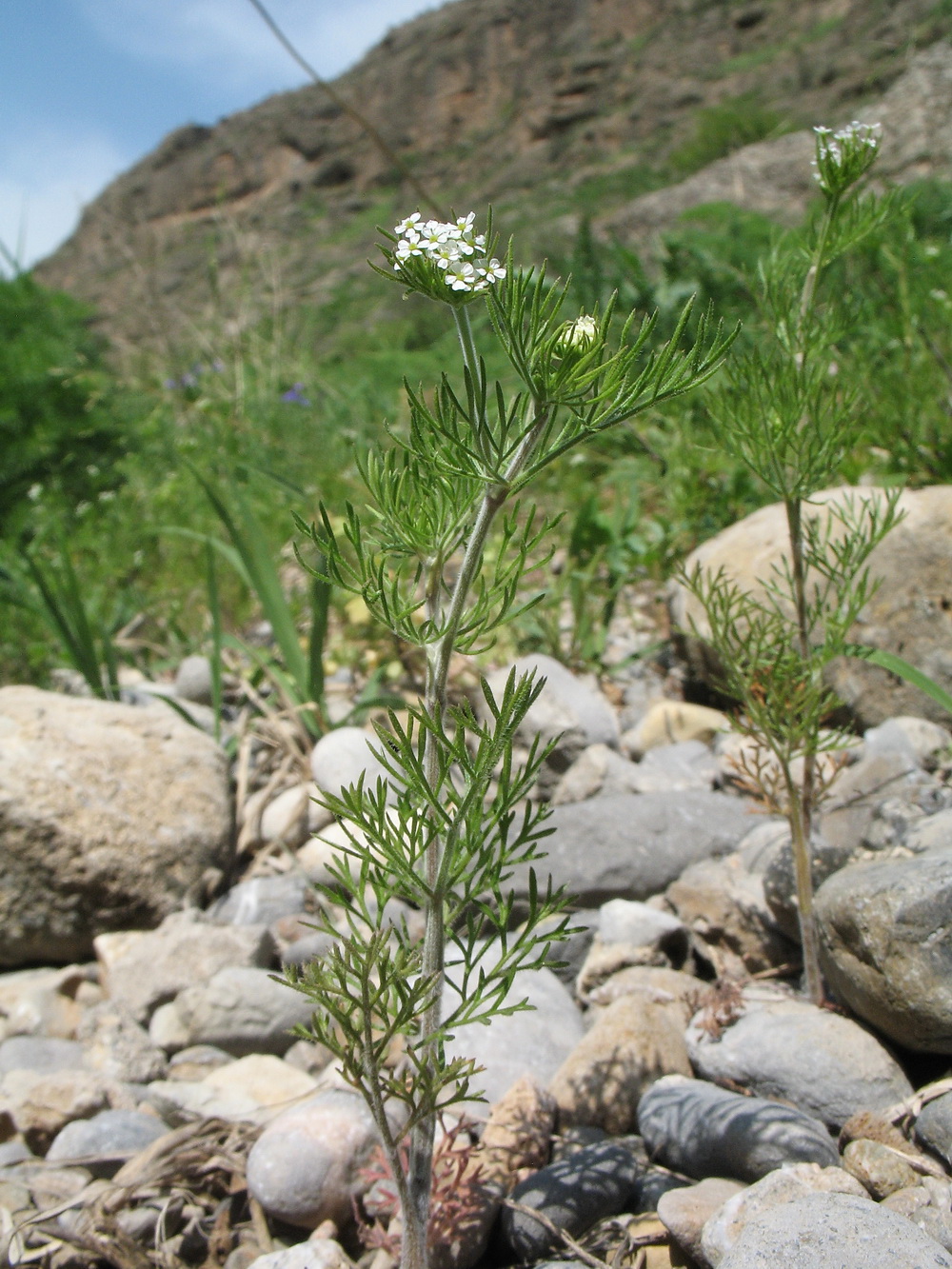 Изображение особи Scandix stellata.