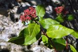 Viburnum tinus