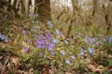 Omphalodes cappadocica