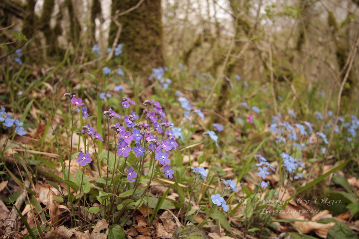 Изображение особи Omphalodes cappadocica.