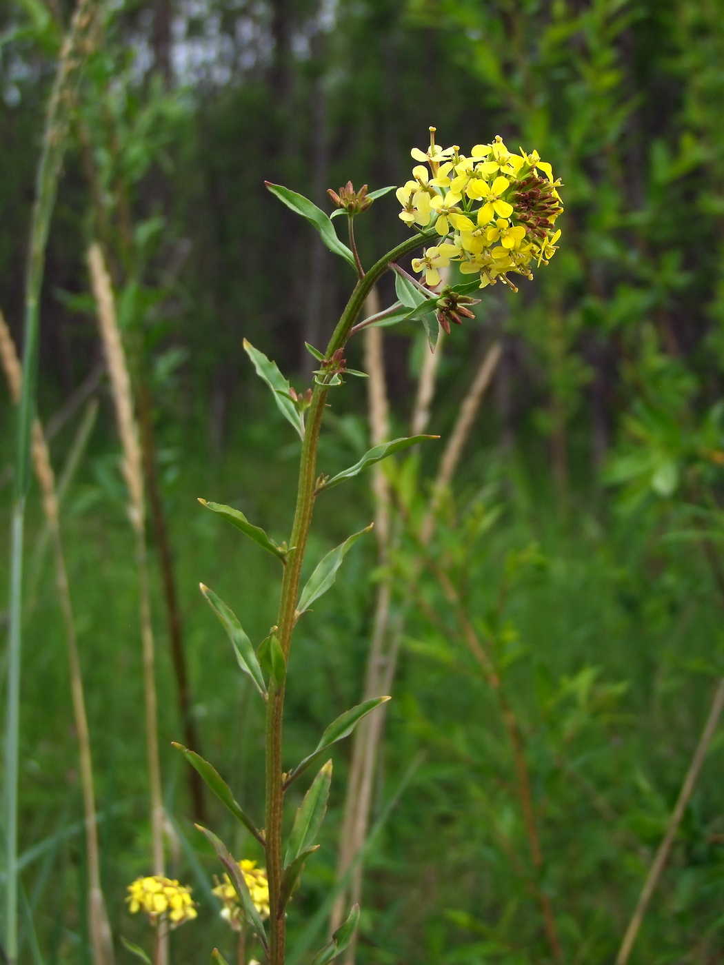 Image of Erysimum hieraciifolium specimen.