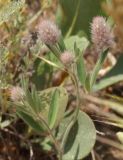 Trifolium arvense