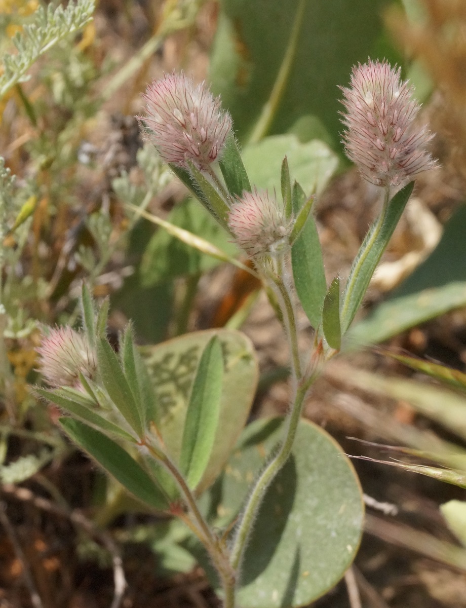 Image of Trifolium arvense specimen.