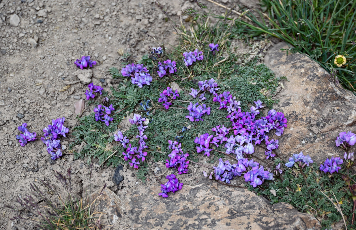 Image of Oxytropis lapponica specimen.