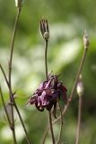 Aquilegia atrovinosa. Цветок и плод. Южный Казахстан, Таласский Алатау, ущелье Коксай, высота 2600 м н.у.м. 20.07.2010.