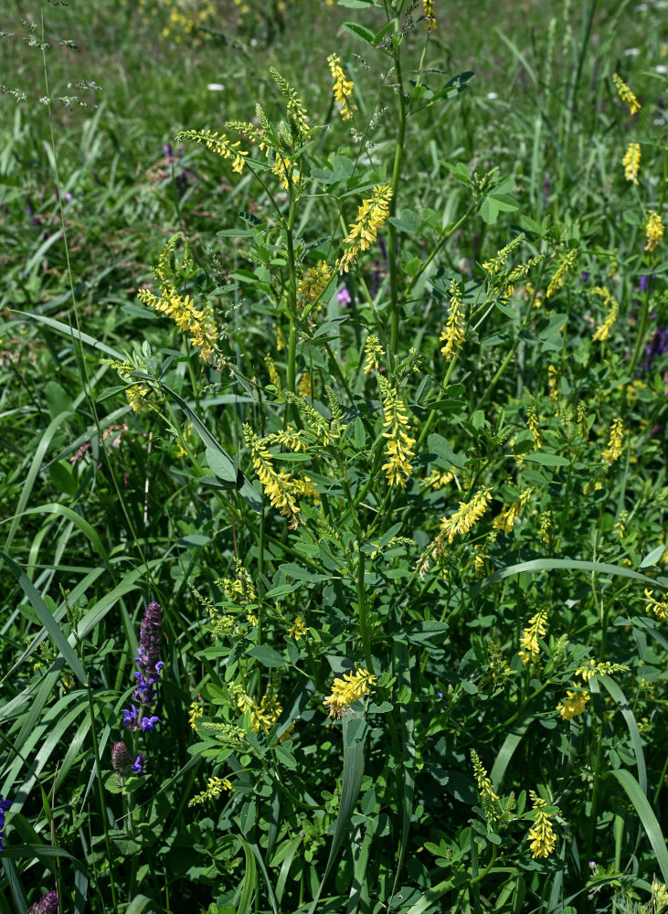 Изображение особи Melilotus officinalis.