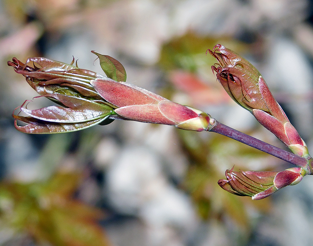 Image of Acer cappadocicum specimen.