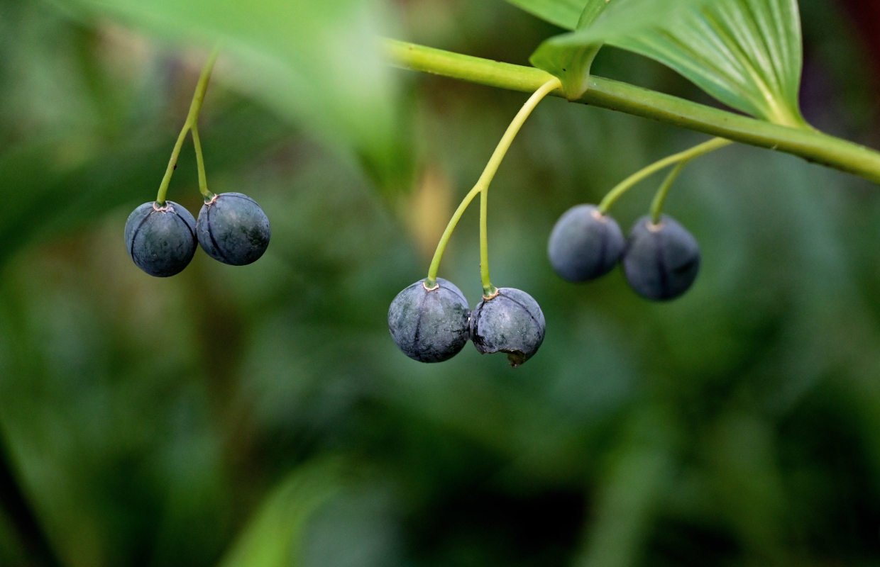 Image of Polygonatum maximowiczii specimen.