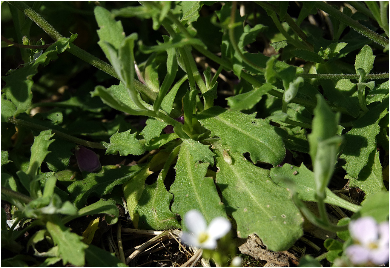 Изображение особи Arabis &times; arendsii.