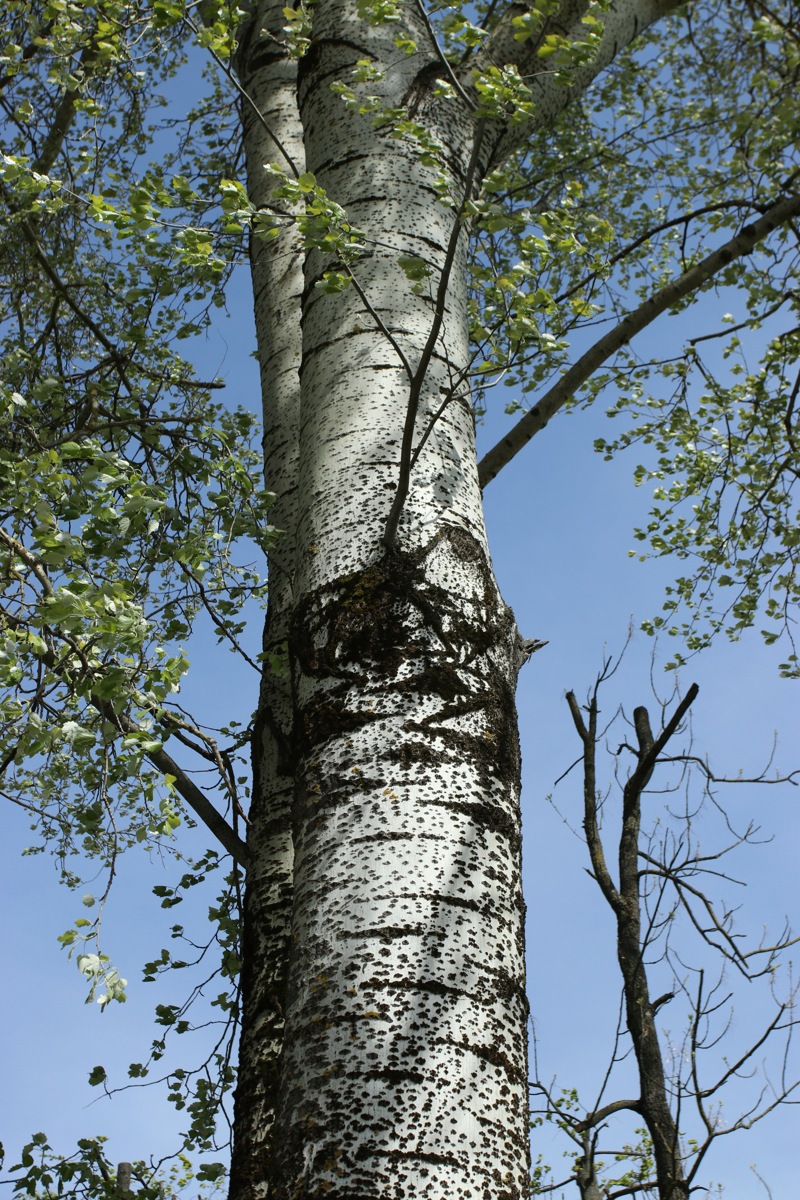 Изображение особи Populus alba.