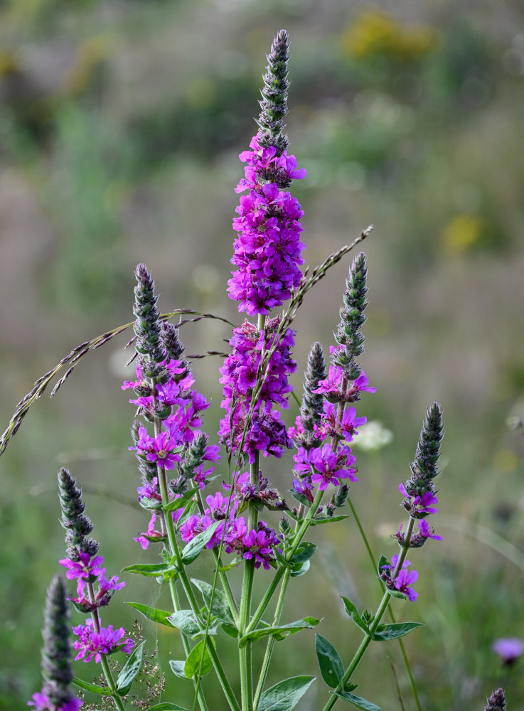 Image of Lythrum salicaria specimen.