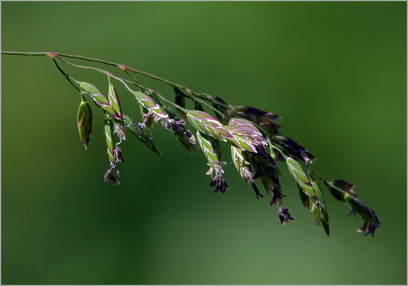 Image of Poa pratensis specimen.