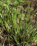 Carex nigra