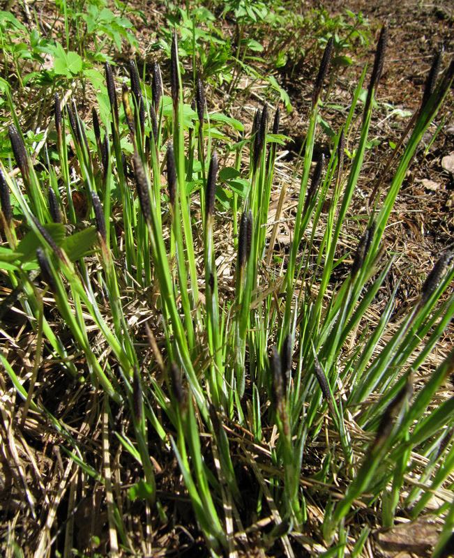 Изображение особи Carex nigra.