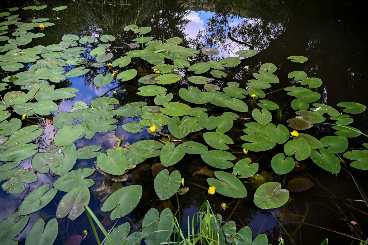 Image of Nuphar lutea specimen.