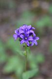 Campanula glomerata. Цветки с муравьем. Челябинская обл., Кыштымский городской округ, окр. скалы Крылья Дракона, сосново-берёзовый лес. 4 июля 2023 г.
