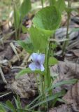 Viola mirabilis. Цветущее растение. Пермский край, г. Пермь, Дзержинский р-н, м-н Акуловский, смешанный лес. 13.05.2023.