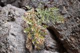 семейство Apiaceae. Заканчивающее вегетацию растение. Казахстан, Алматинская обл., хр. Торайгыр, каньон по правому берегу р. Чарын в 3 км к с.-в. от ур. Куртогай, тенистое скалистое ущелье, трещина в скале. 4 сентября 2023 г.